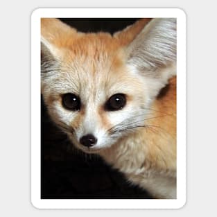 Fennec Fox Sticker